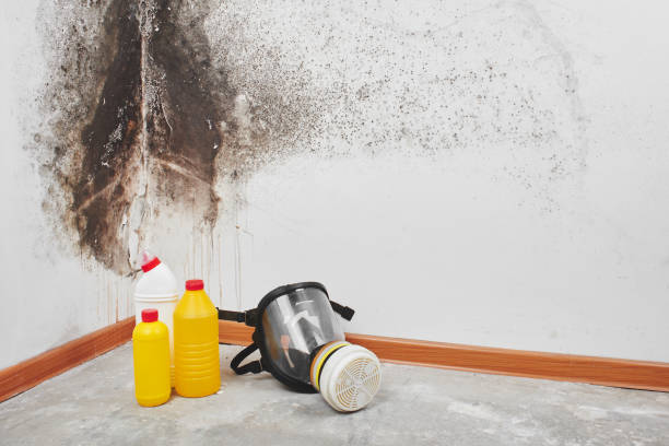 Professional Mold Removal in Mentor On The Lake, OH