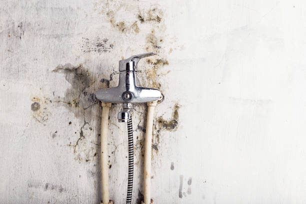 Best Local Mold Removal Service  in Mentor On The Lake, OH