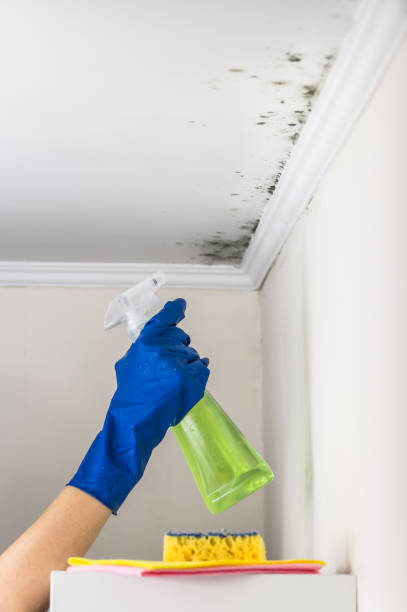 Best Certified Mold Removal  in Mentor On The Lake, OH